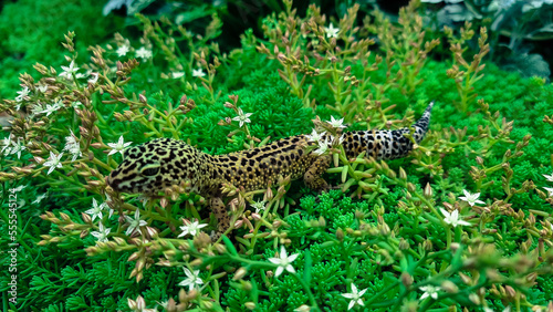 The leopard gecko Eublepharis macularius resting on a branch in the forest
