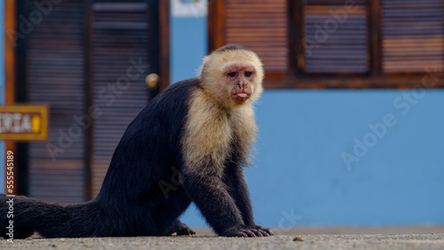Mono capuchino sentado en el piso en primer plano con la mirada fija