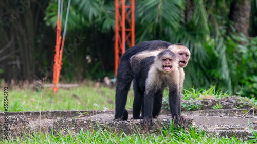 pareja de monos capuchinos de cabeza blanca abrazados en isla gorgona colombia photo