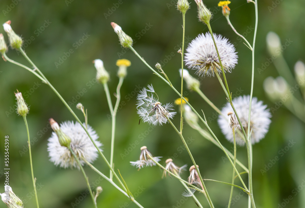Taraxacum found on the side of the road. Taraxacum found on the side of the road.