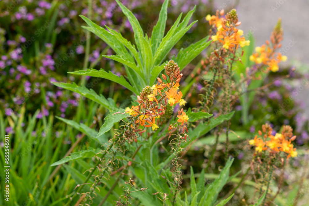 Photography of beautiful plants in the garden. Photography of beautiful plants in the garden.