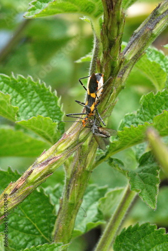Assassin bug with a fly on a porterweed plant in Cotacacahi, Ecuador