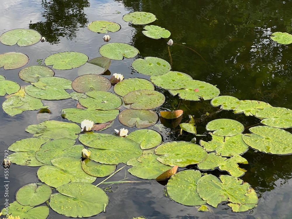 Pond with waterlily plants outdoors on sunny day Pond with waterlily plants outdoors on sunny day