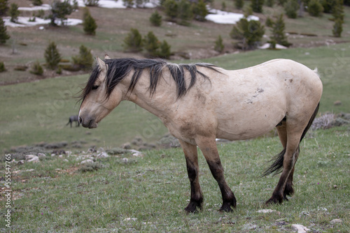 Tan blonde buckskin wild horse stallion on mountain ridge in the central Rocky Mountains in the western United States © htrnr