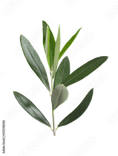 Olive twig with fresh green leaves on white background © New Africa