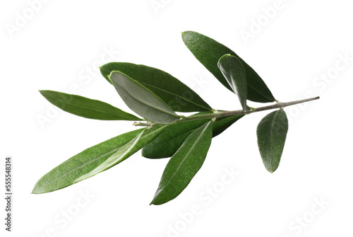 Olive twig with fresh green leaves on white background