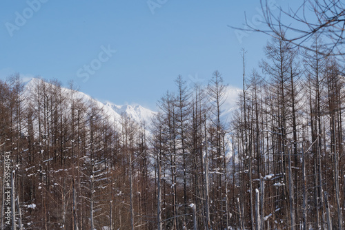 冬晴れた日のカラマツ林と雪山の山頂　十勝岳連峰  © kinpouge