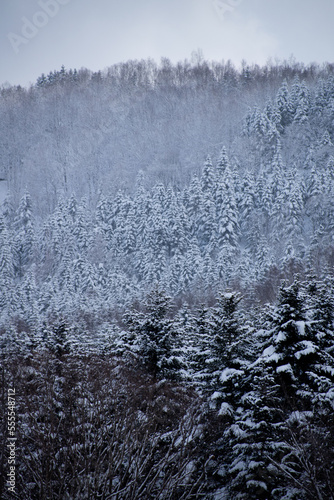 雪化粧したマツ林 