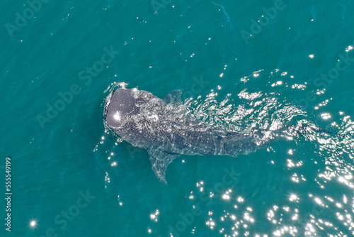 Drone photo of a whale shark feeding the surface