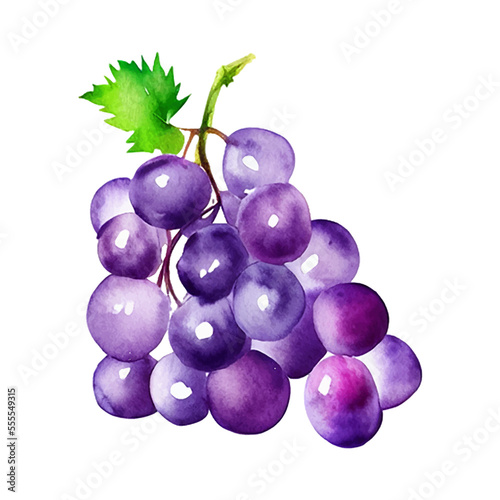 fresh grape hand drawn with style watercolor