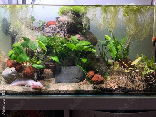  Leucistic axolotl (Ambystoma mexicanum) in beautiful planted aquarium photo