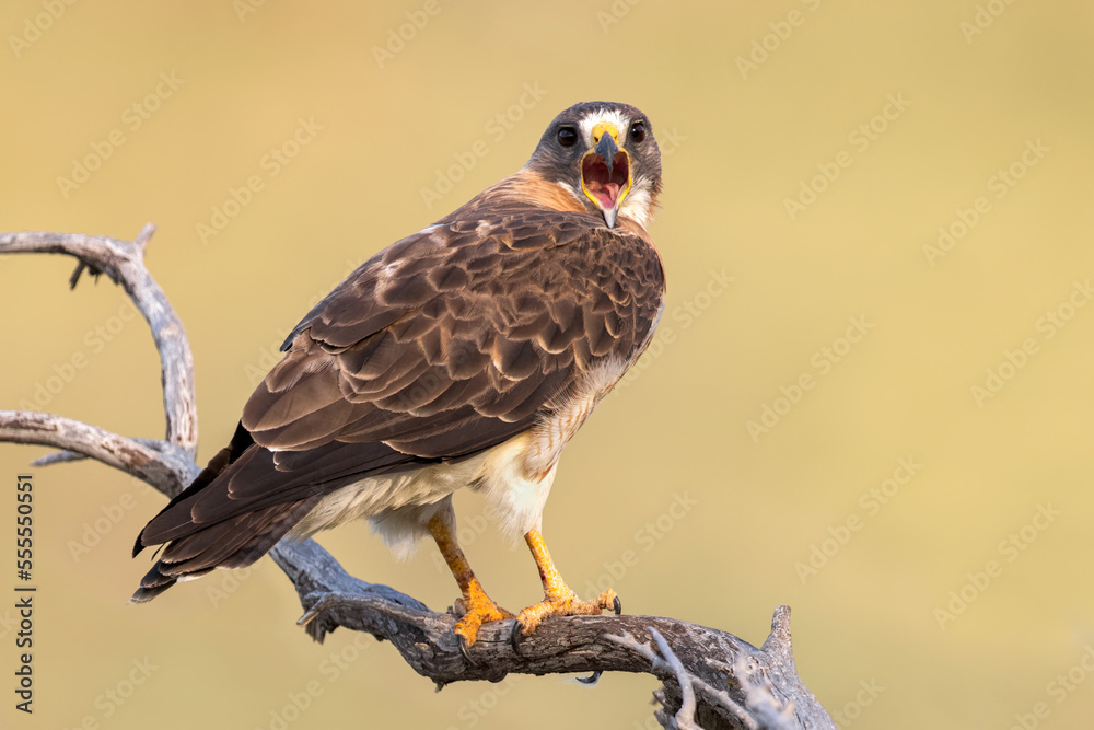 A Swainon's Hawk calls from her perch A Swainon's Hawk calls from her perch