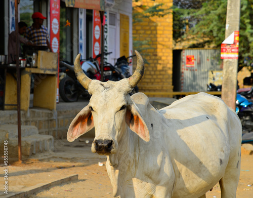 Cow standing on street