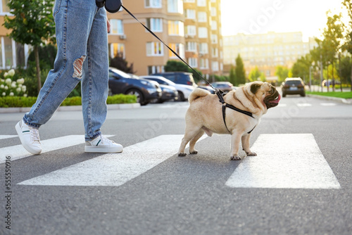 Woman walking with her cute pug on pedestrian crossing, closeup
