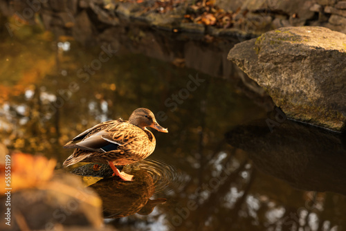 Park with beautiful duck in pond, space for text