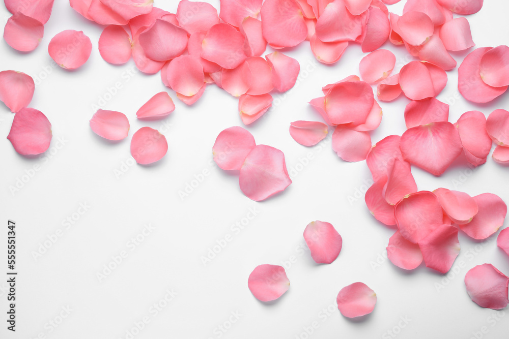 Beautiful pink rose flower petals on white background, top view