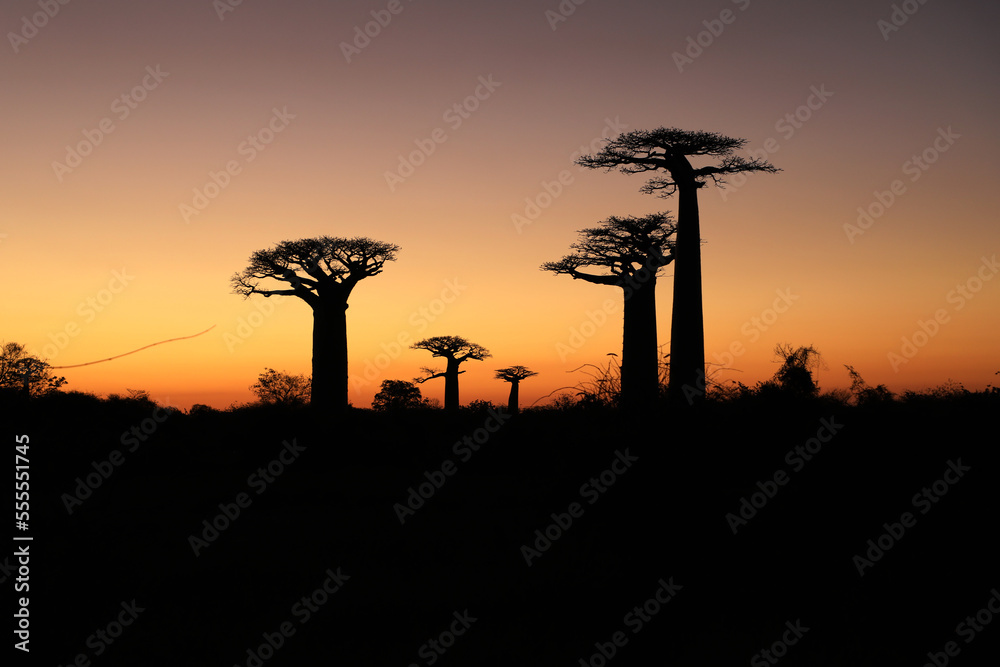 Baobabs at sunset