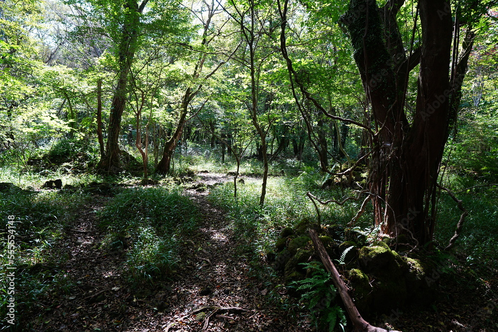 refreshing summer forest in the sunlight refreshing summer forest in the sunlight