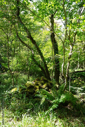 mossy rocks and trees in old forest