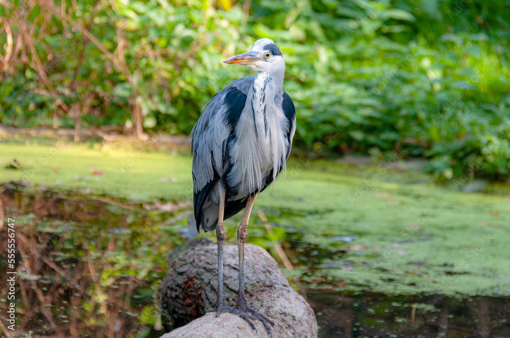Fototapeta premium grey heron on tree