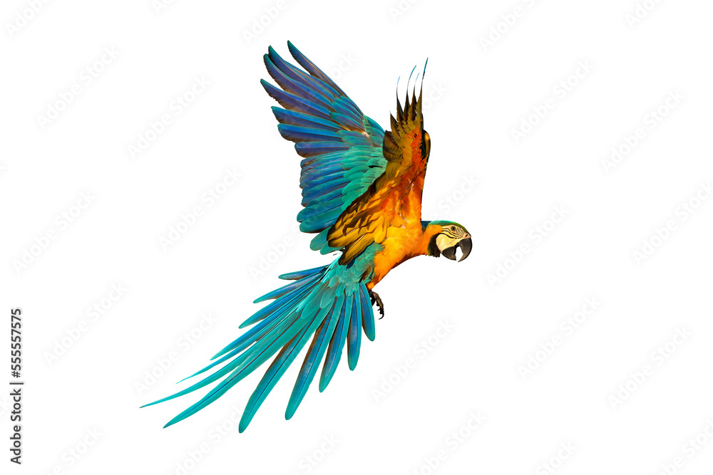 Fototapeta premium Colorful flying parrot isolated on transparent background.