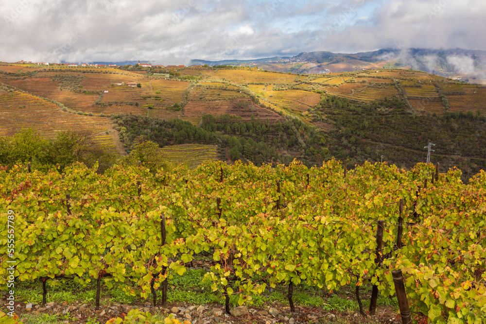 View of grapevines in Douro Valley wineries in Portugal