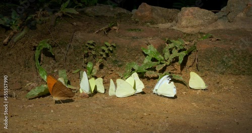 Front view of a group of butterflies landing on the ground. photo