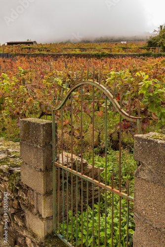 View of grapevines in Douro Valley wineries in Portugal