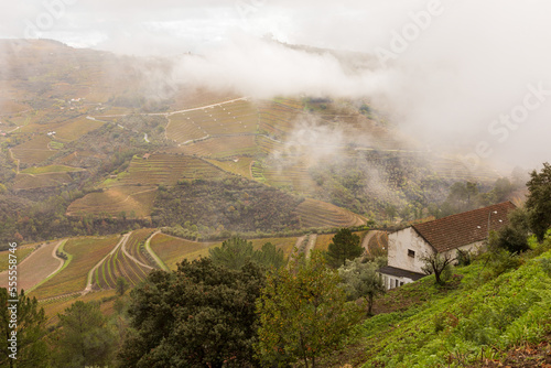 View of grapevines in Douro Valley wineries in Portugal