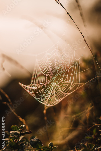 Misty morning at a lake with fog and spider webs during sunrise.