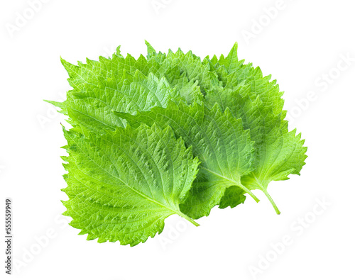 Shiso leaf on transparent png photo