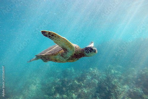 Green sea turtle © Rhett Ayers Butler