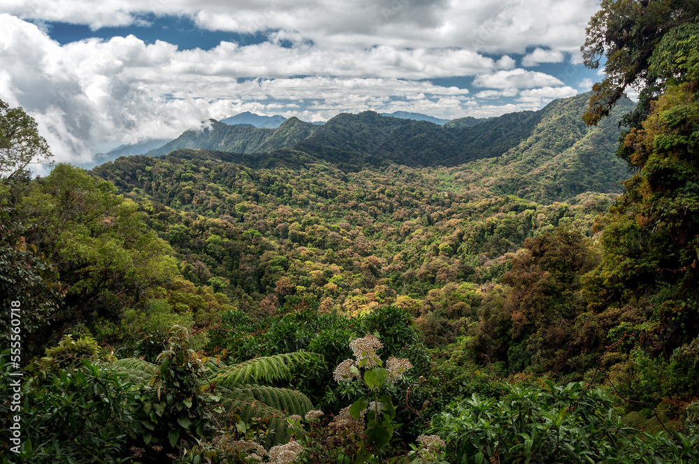 Fototapeta premium Bosque mesófilo