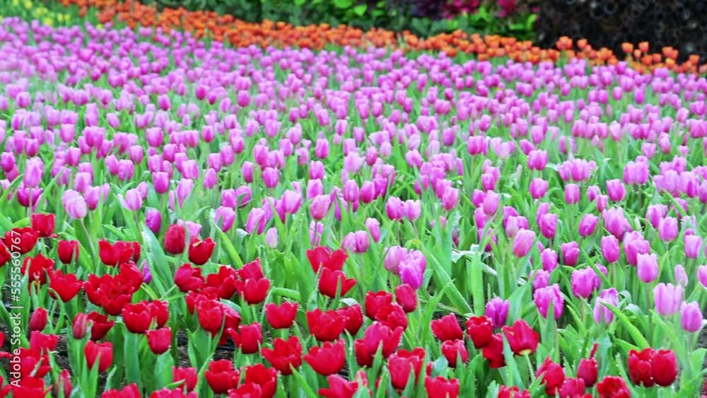 Tulips and mist in the flower beds look beautiful and fresh at the Chiang Mai Flower Festival, Thailand. Tulips and mist in the flower beds look beautiful and fresh at the Chiang Mai Flower Festival, Thailand.