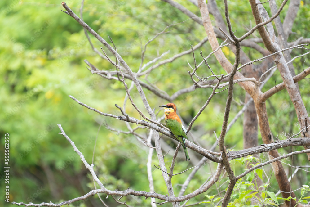 European bee-eater ( Merops apiaster ) is sitting on a twig European bee-eater ( Merops apiaster ) is sitting on a twig