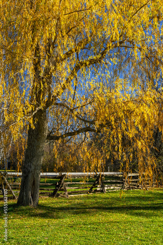 weeping willow tree in autumn gold colour