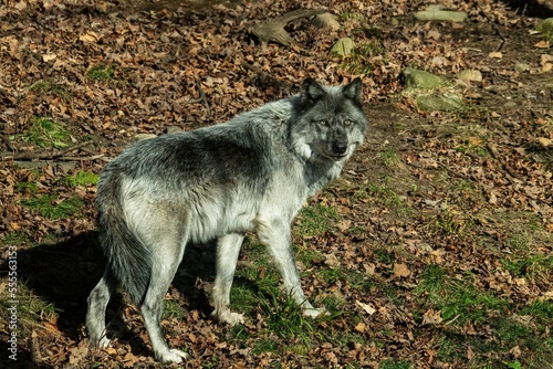 Timber wolf in woods