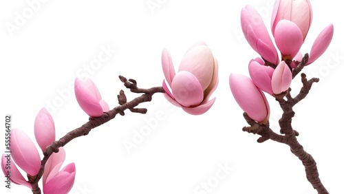 Blooming pink spring flowers of magnolia tree in spring time.