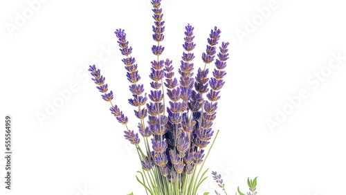 Gentle blossom lavender floral bouquet with watercolors on white background.