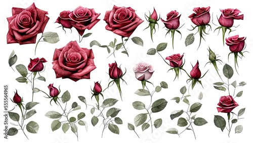 Set watercolor design elements of roses collection garden. Botanic illustration isolated on white background.
