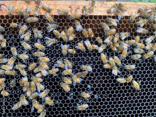 STARVING Apis Mellifera Bees Colonies, hungry and starving bees need help for sugar syrup feeding. Pure and Fake Honey Issues.