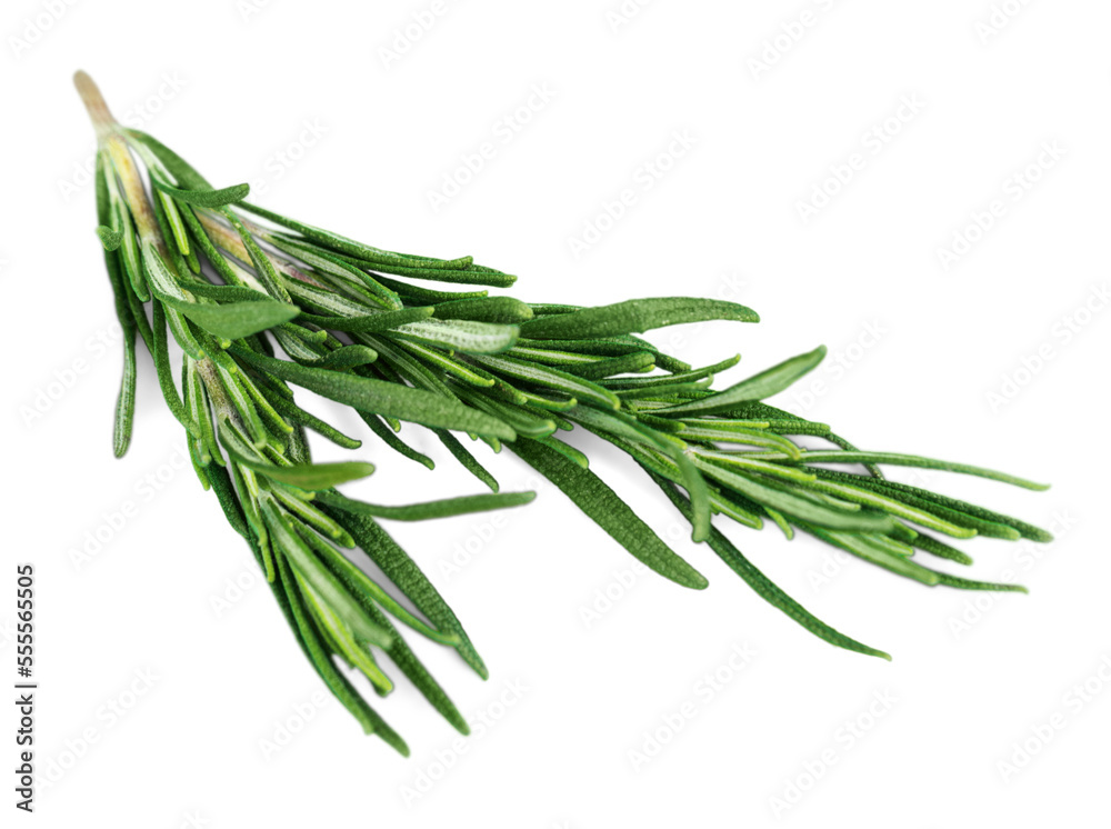Fototapeta premium Fresh green aroma rosemary leaves