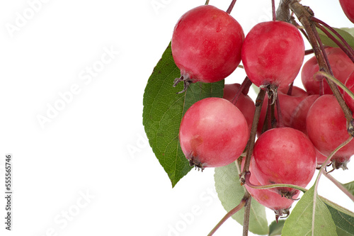 Siberian crab apple (Malus baccata) isolated on white photo