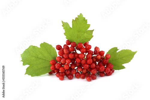 Red berries of Guelder Rose plant over white