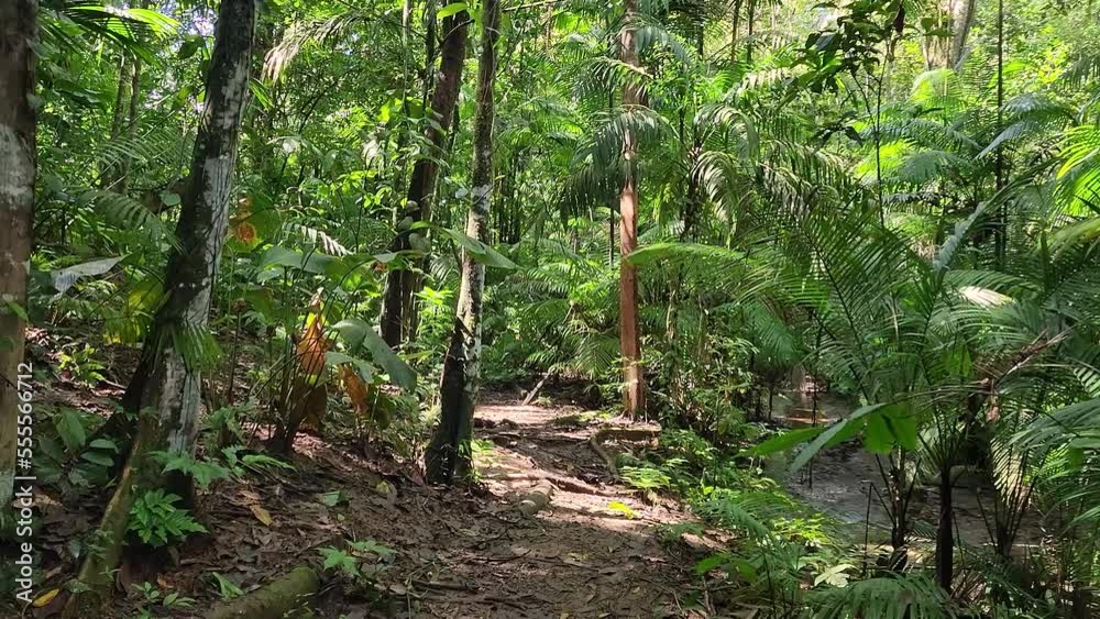 Slowly walking into Dense jungle, green lush foliage, tracking in shot Slowly walking into Dense jungle, green lush foliage, tracking in shot
