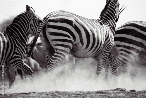 Zebras  Equus quagga  - Kenya 