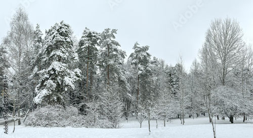 Fototapeta Naklejka Na Ścianę i Meble -  winter park panorama with trees covered by snow on frosty day