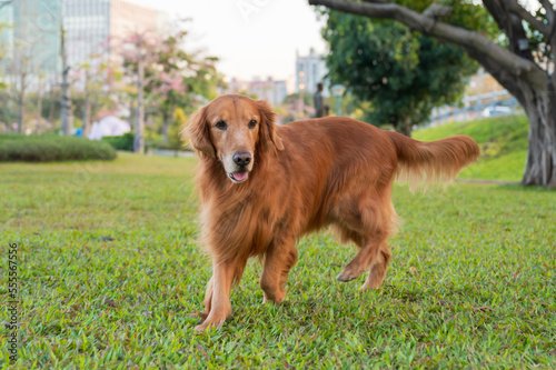 The golden retriever is walking on the park lawn