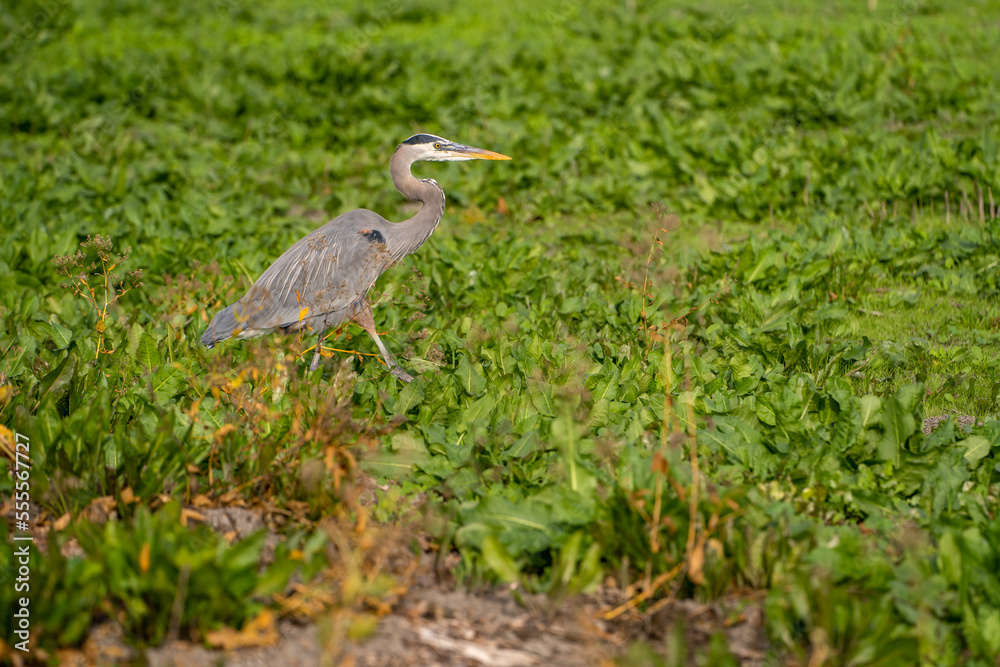 Naklejka premium Great Blue Heron (Ardea herodias) hunting for gopher in a meadow. 