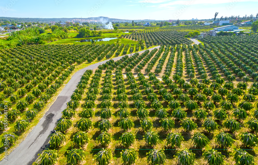 Aerial view of dragon fruit garden in organic farm. Dragon fruit. This is a cool fruit with many minerals that are beneficial for human health is grown a lot in Phan Thiet, Vietnam